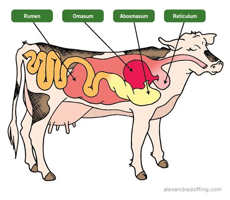 cattle digestive system diagram 